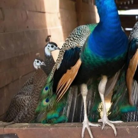 Broger Bergblickle Mit Pool Apartman *