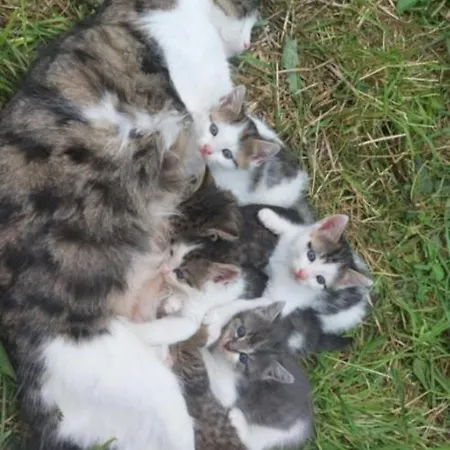 Broger Bergblickle Mit Pool *