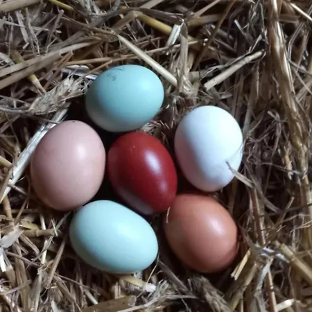 Broger Bergblickle Mit Pool