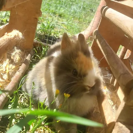 Broger Bergblickle Mit Pool Neukirch