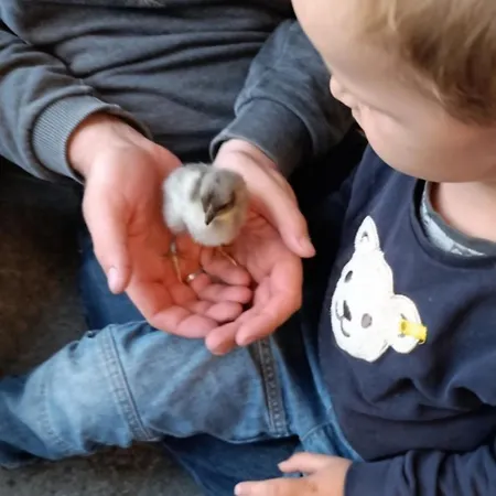 Broger Bergblickle Mit Pool *