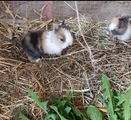 Broger Bergblickle Mit Pool