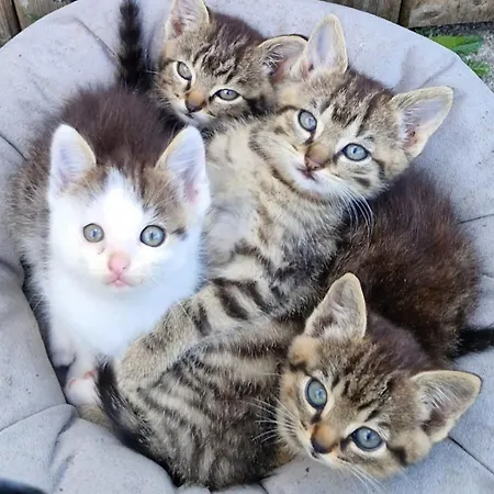 Broger Bergblickle Mit Pool Apartman