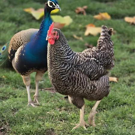 Broger Bergblickle Mit Pool Apartman Neukirch