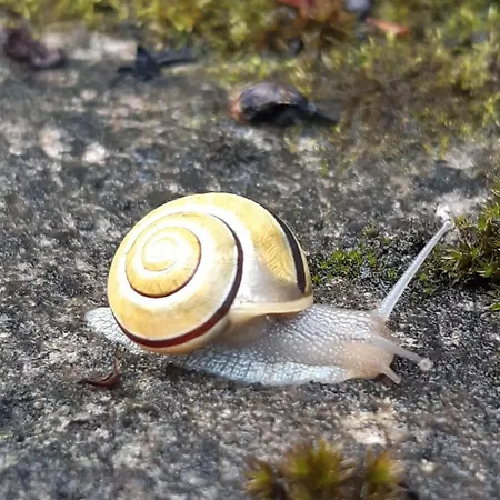 Broger Bergblickle Mit Pool Apartman