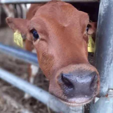 Broger Bergblickle Mit Pool * Neukirch