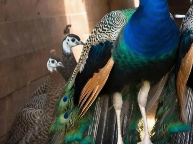 Broger Bergblickle Mit Pool Appartement *