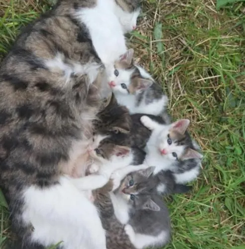 Broger Bergblickle Mit Pool *