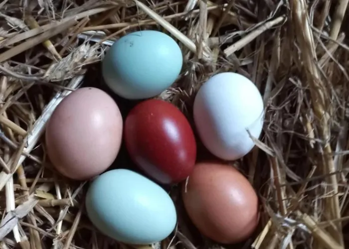 Broger Bergblickle Mit Pool