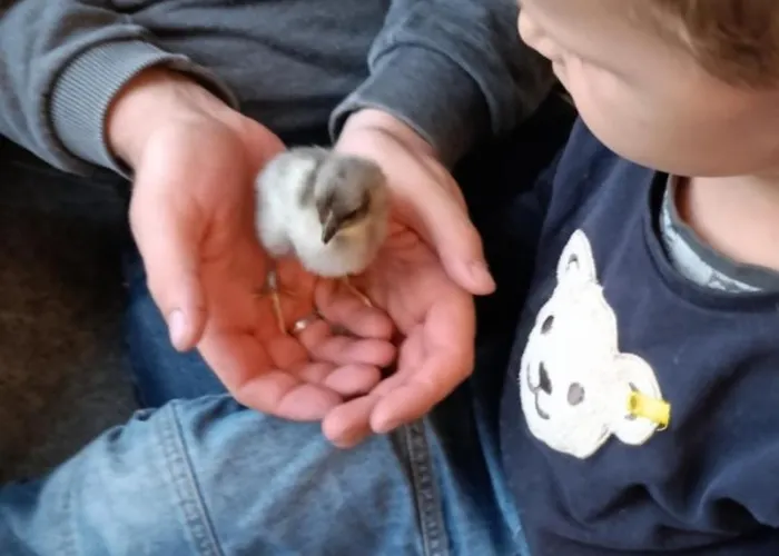 Broger Bergblickle Mit Pool *