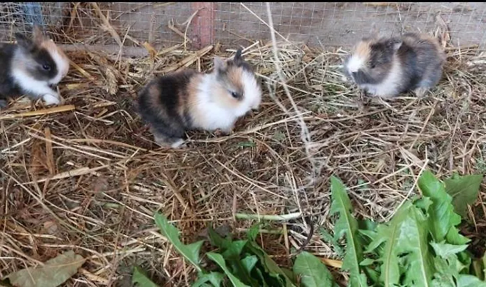 Broger Bergblickle Mit Pool