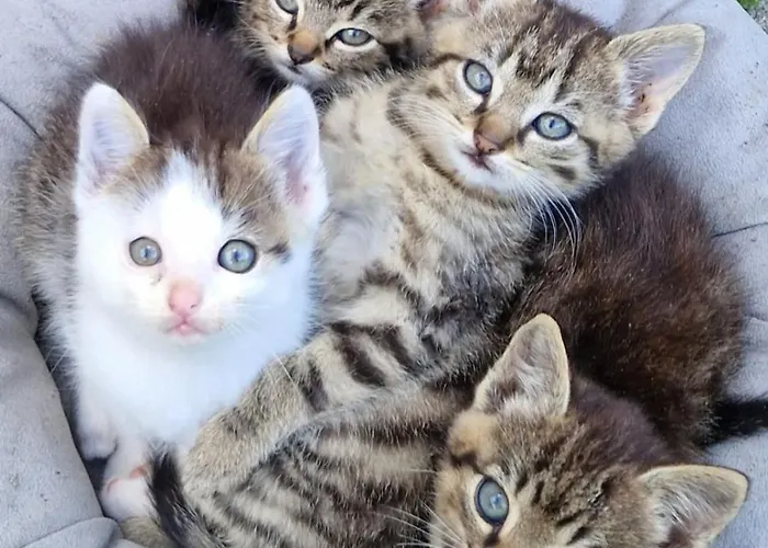 Broger Bergblickle Mit Pool Appartement