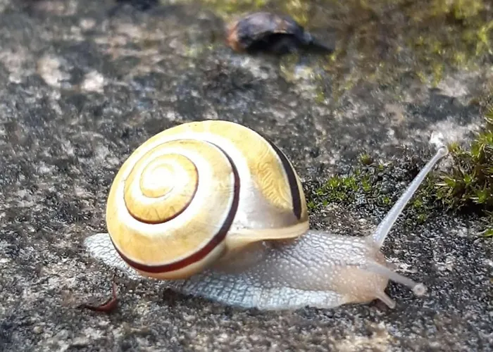 Broger Bergblickle Mit Pool Appartement