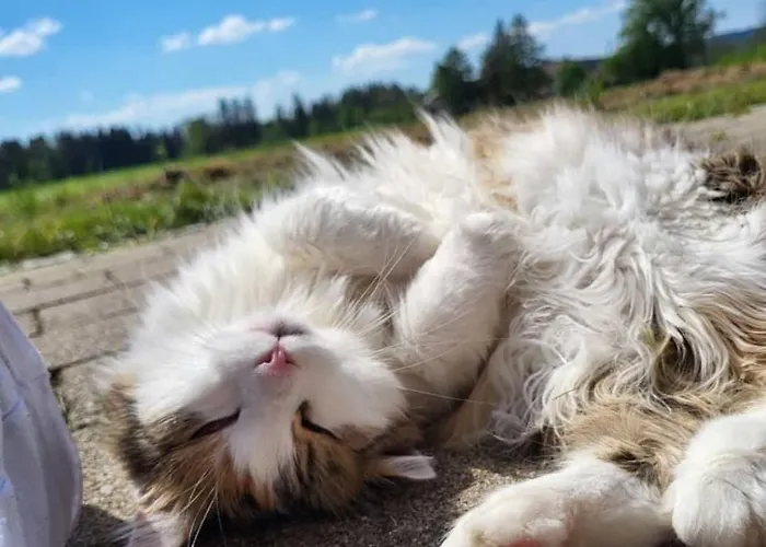 Appartement Broger Bergblickle Mit Pool