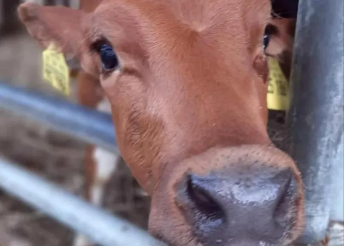 Broger Bergblickle Mit Pool * Neukirch (Tubingen)